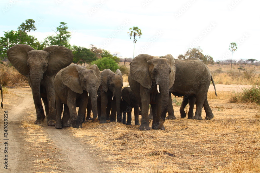 Fototapeta premium Elephant Herd
