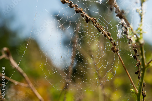 Spiderweb on a branch of a plant in the drops of dew on an autumn morning