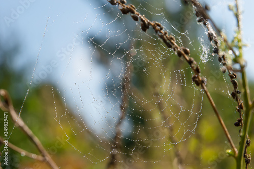 Spiderweb on a branch of a plant in the drops of dew on an autumn morning