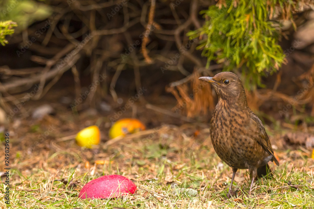 common blackbird (Turdus merula) eats an apple common blackbird (Turdus merula) eats an apple