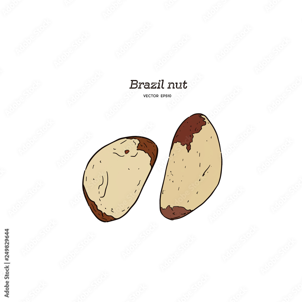 Brazil nut. Hand drawn vector illustration. Brazil nut. Hand drawn vector illustration.