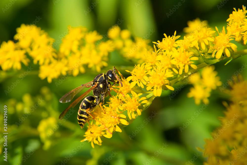 A large bee collects nectar from flowers on a large flowering yellow bush. A large bee collects nectar from flowers on a large flowering yellow bush.