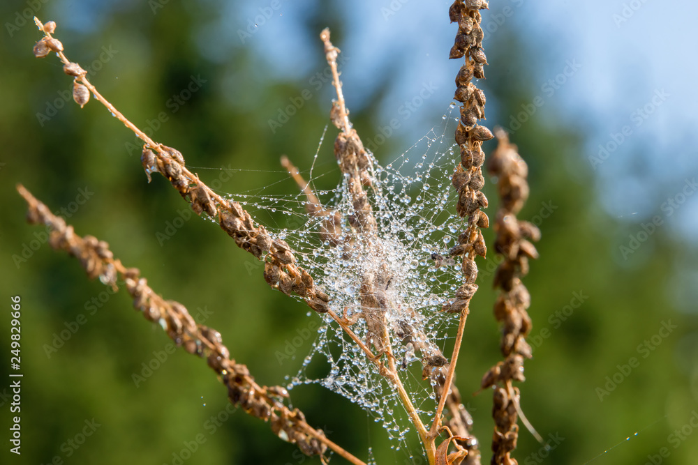 Fototapeta premium Spiderweb on a branch of a plant in the drops of dew on an autumn morning