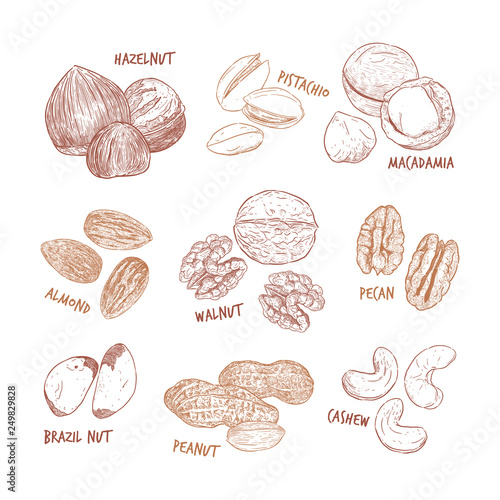 Nuts collection. Vector Hand drawn objects .