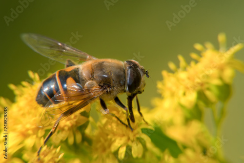 A big fly collects nectar from flowers on a large flowering yellow bush © Konstantin