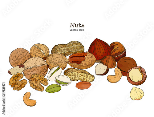 Nuts collection. Vector Hand drawn objects .