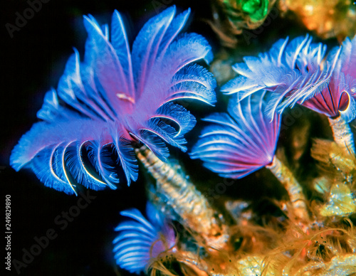 Sabellidae,feather duster worms © John Anderson