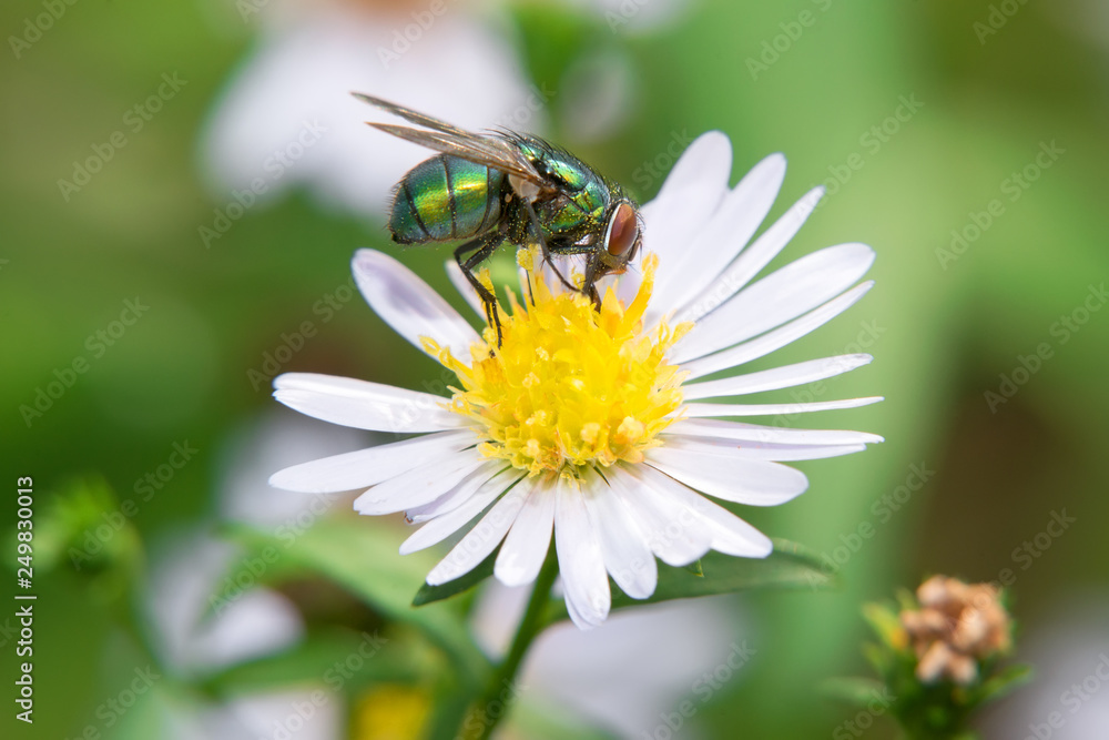 A big green fly collects nectar from chamomile flowers A big green fly collects nectar from chamomile flowers