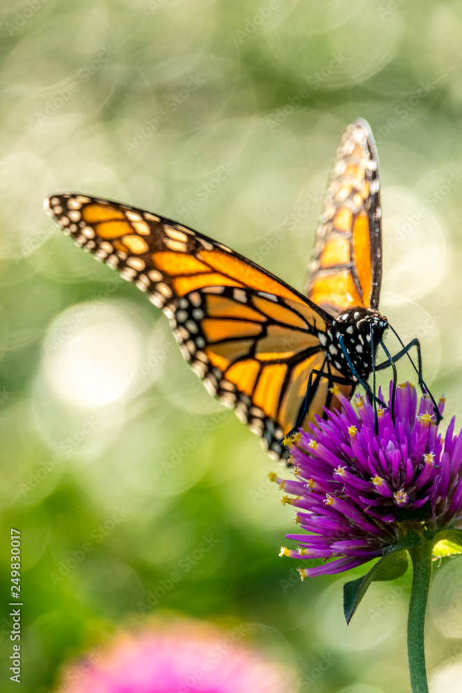 Fototapeta premium monarch butterfly, Danaus plexippus