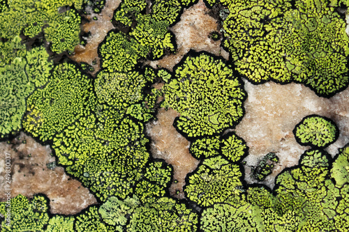 Foto lichen and moss texture. Nature colors background