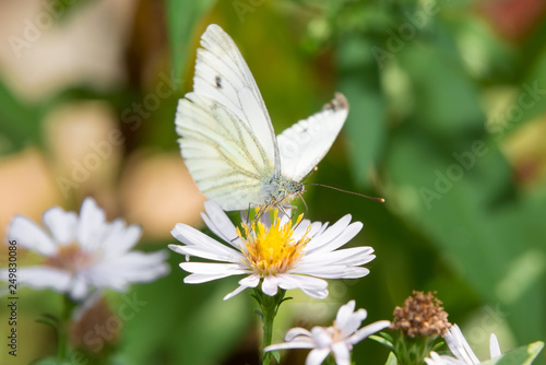 Cabbage White butterfly or White Cabbage on a garden flower