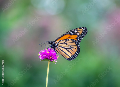 monarch butterfly, Danaus plexippus © John Anderson