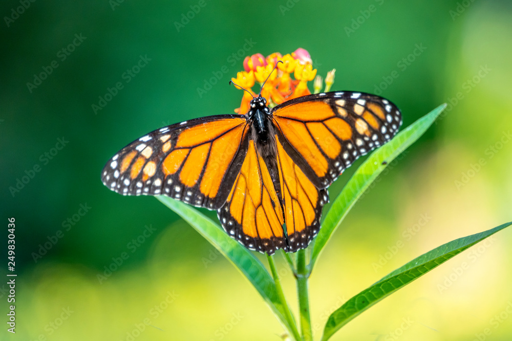 Fototapeta premium monarch butterfly, Danaus plexippus