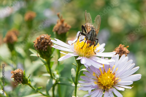 A big fly collects nectar from chamomile flowers