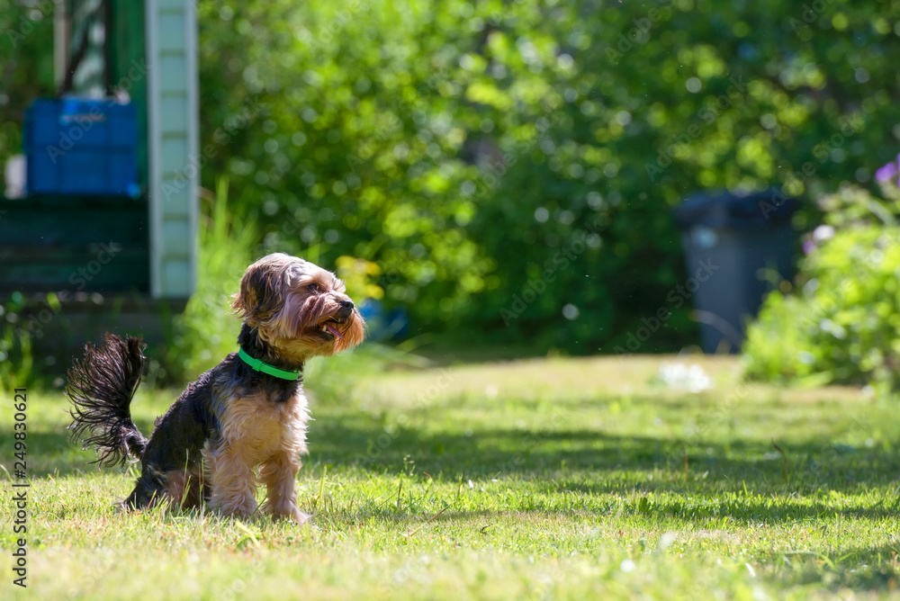 Puppy Yorkshire Terrier in the summer in the garden