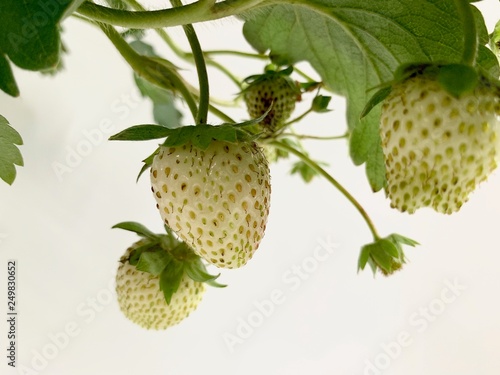 closed up of a white strawberries fruit on a white background