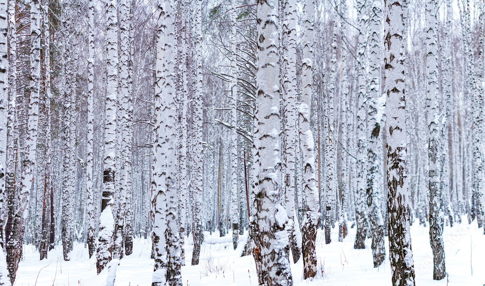 Fototapeta premium Beautiful winter birch forest