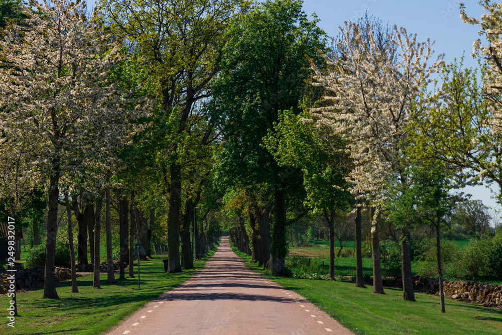 Road leading straight through trees creating a tunnel of leaves in southern Sweden during spring. 