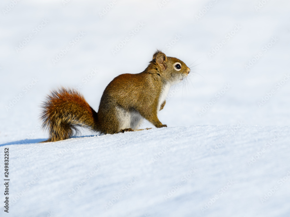 American Red Squirrel Sitting on Snow in Winter American Red Squirrel Sitting on Snow in Winter