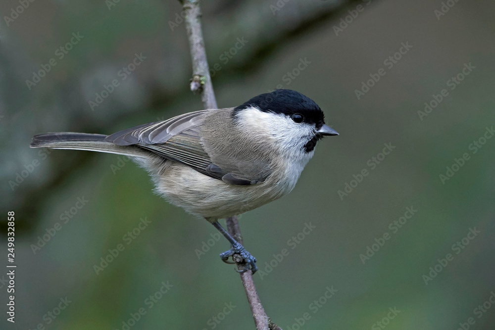 Fototapeta premium Marsh tit (Poecile palustris)