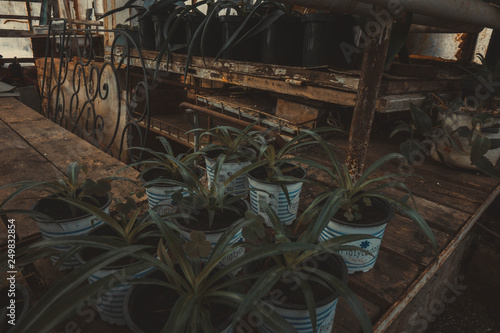 a bunch of flowers and plants in the greenhouse. green plants in the room light nature