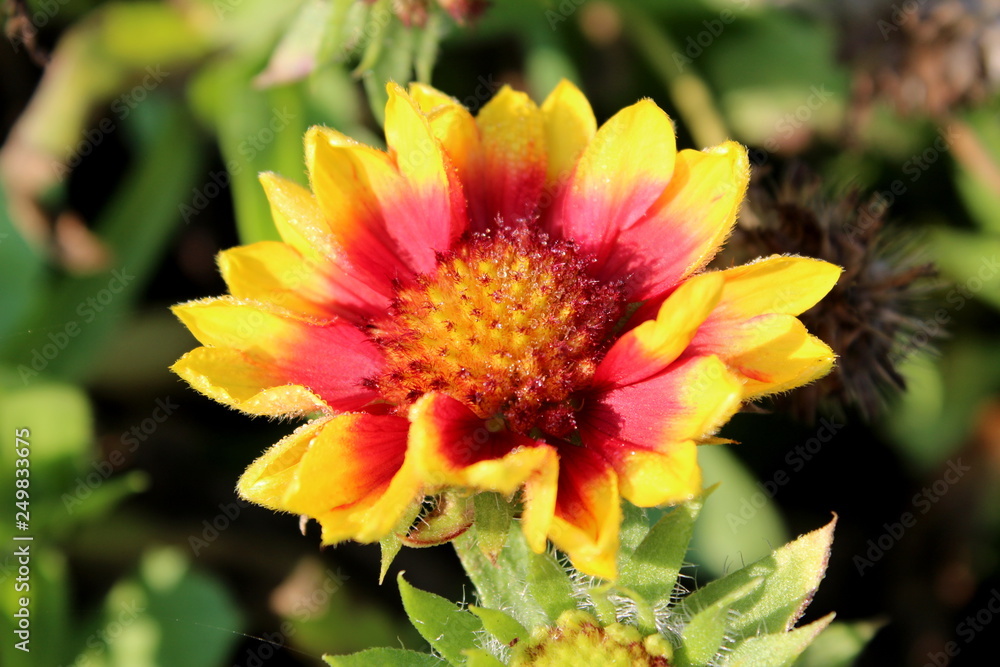 Single Common gaillardia or Gaillardia aristata or Common blanketflower or Blanketflower or Brown-eyed susan perennial wildflower with fully open blooming yellow to reddish petals and flower head with Single Common gaillardia or Gaillardia aristata or Common blanketflower or Blanketflower or Brown-eyed susan perennial wildflower with fully open blooming yellow to reddish petals and flower head with