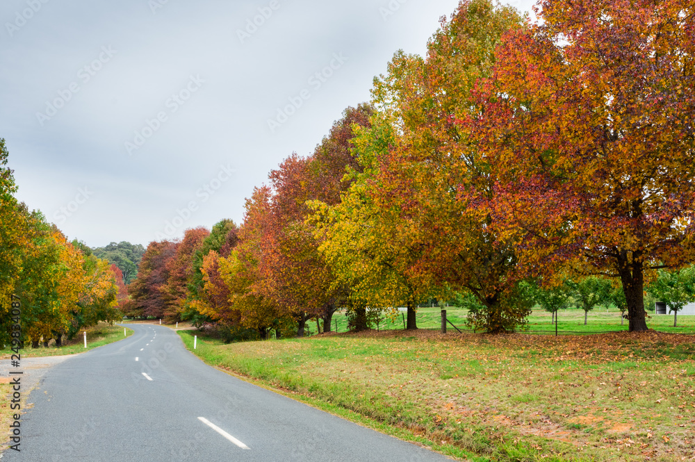 Autumn trees in Stanley in north eastern Victoria, Australia Autumn trees in Stanley in north eastern Victoria, Australia