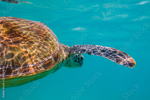 Fototapeta Naklejka Na Ścianę i Meble -  Green sea turtle at the maldives seen while diving and snorkeling underwater with the great turtle animal