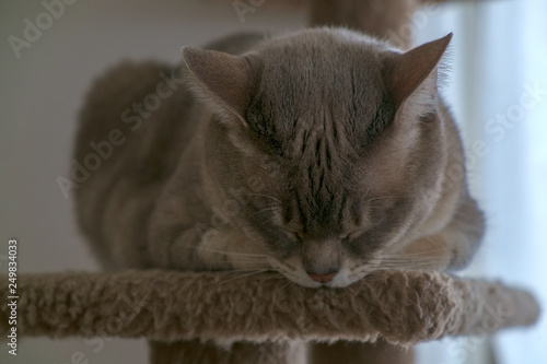 sleeping Australian Mist cat on a cat tower