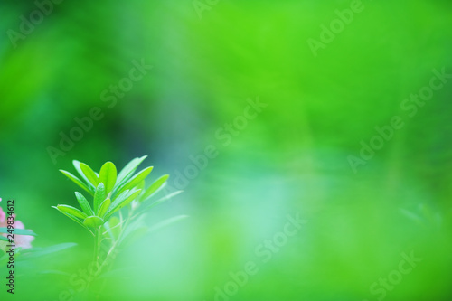 Rhododendron brachycarpum green leaves. Selective focus and shallow depth of field.