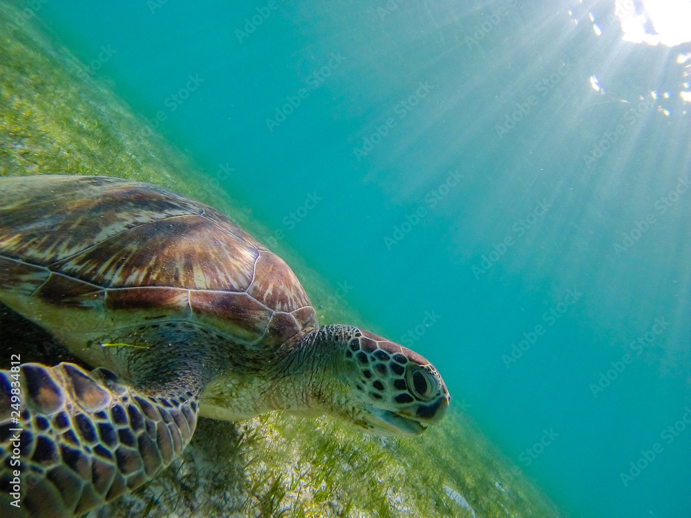 Obraz premium Green sea turtle at the maldives seen while diving and snorkeling underwater with the great turtle animal