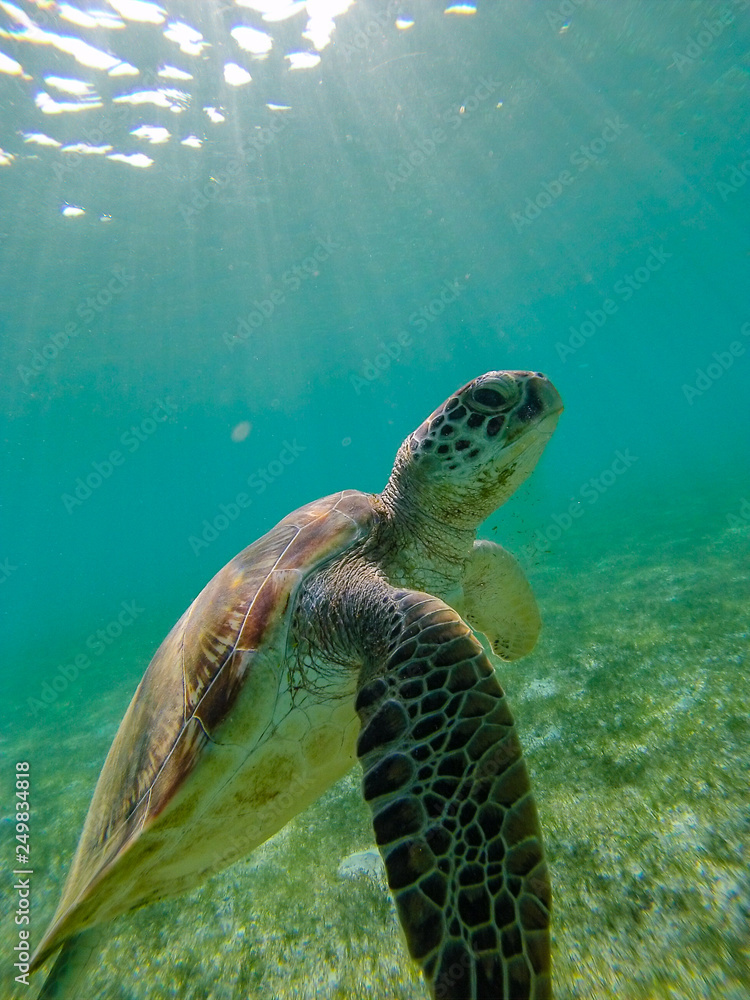 Fototapeta premium Green sea turtle at the maldives seen while diving and snorkeling underwater with the great turtle animal