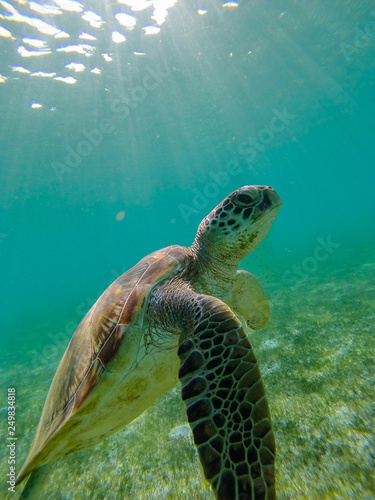Green sea turtle at the maldives seen while diving and snorkeling underwater with the great turtle animal © Christian