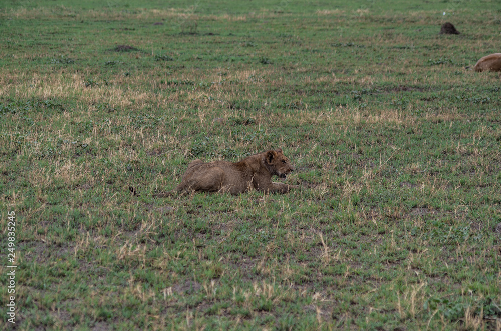 The Savuti Marsh Pride lions roam in the Chobe National Park Botswana.