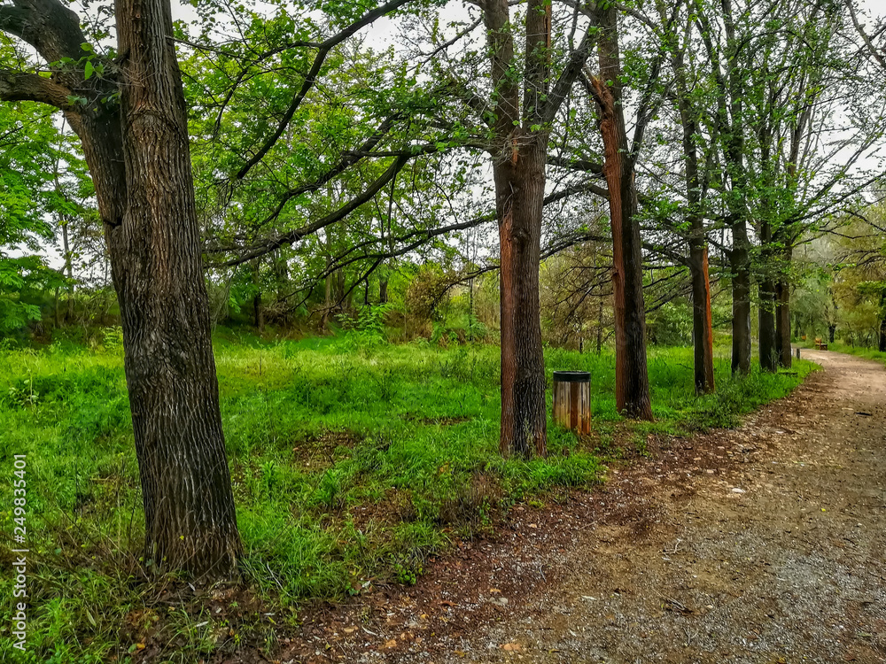 Fototapeta premium Row of trees in natural landscape