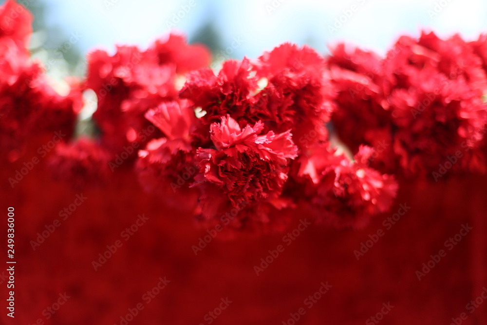Red carnations on a red table Red carnations on a red table