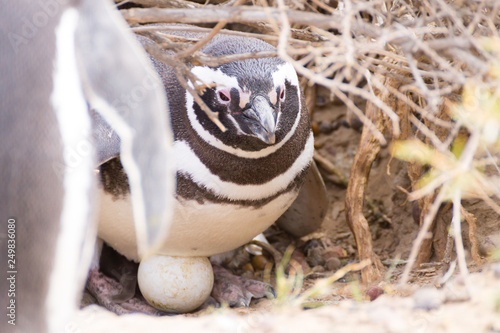 Fototapeta Naklejka Na Ścianę i Meble -  Magellanic penguin incubating egg. Punta Tombo penguin colony, Patagonia