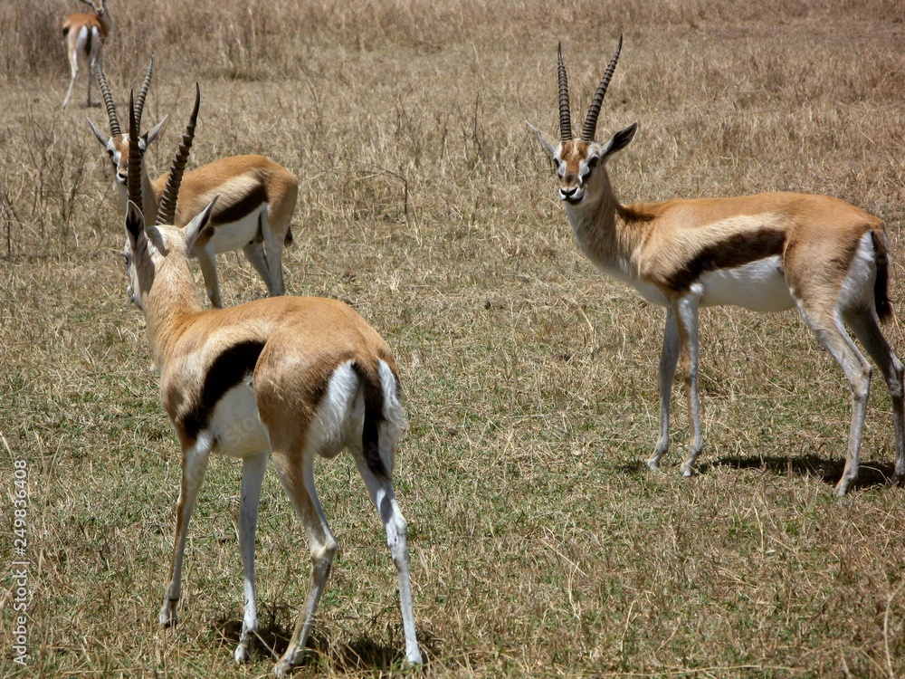 Thomson's gazelles in Ngorongoro Conservation Area in Africa Thomson's gazelles in Ngorongoro Conservation Area in Africa