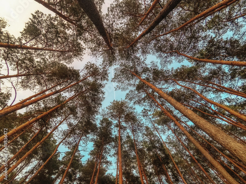 Forest trees view from below.Forest trees background