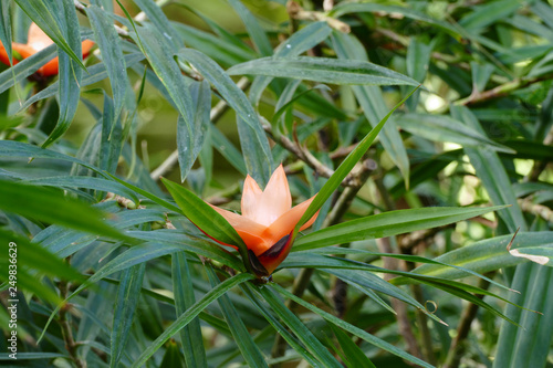 Billede på lærred rare red calamus