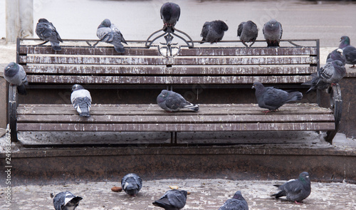 Pigeons on the bench of the city Park.