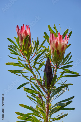 Two Sugarbush flowers (Protea repens)  on stem against background of blue sky. Also shows non blooming bud