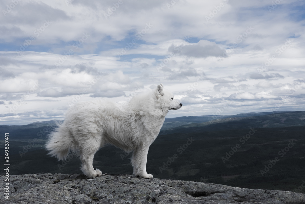 White dog's fur is blowing in the wind White dog's fur is blowing in the wind