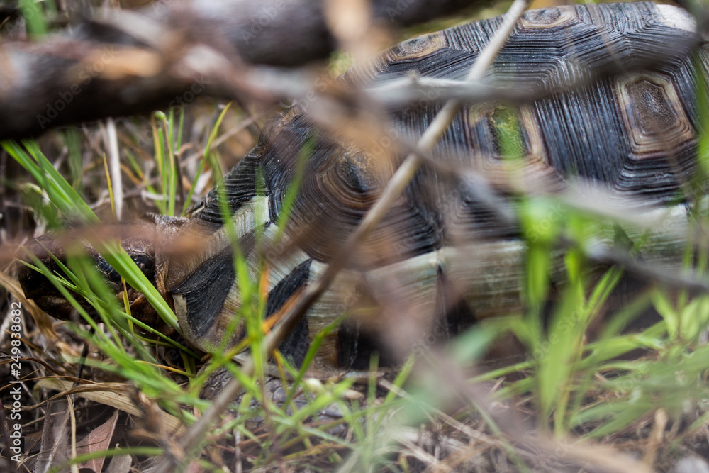 Tortoise Hiding in bush/grass