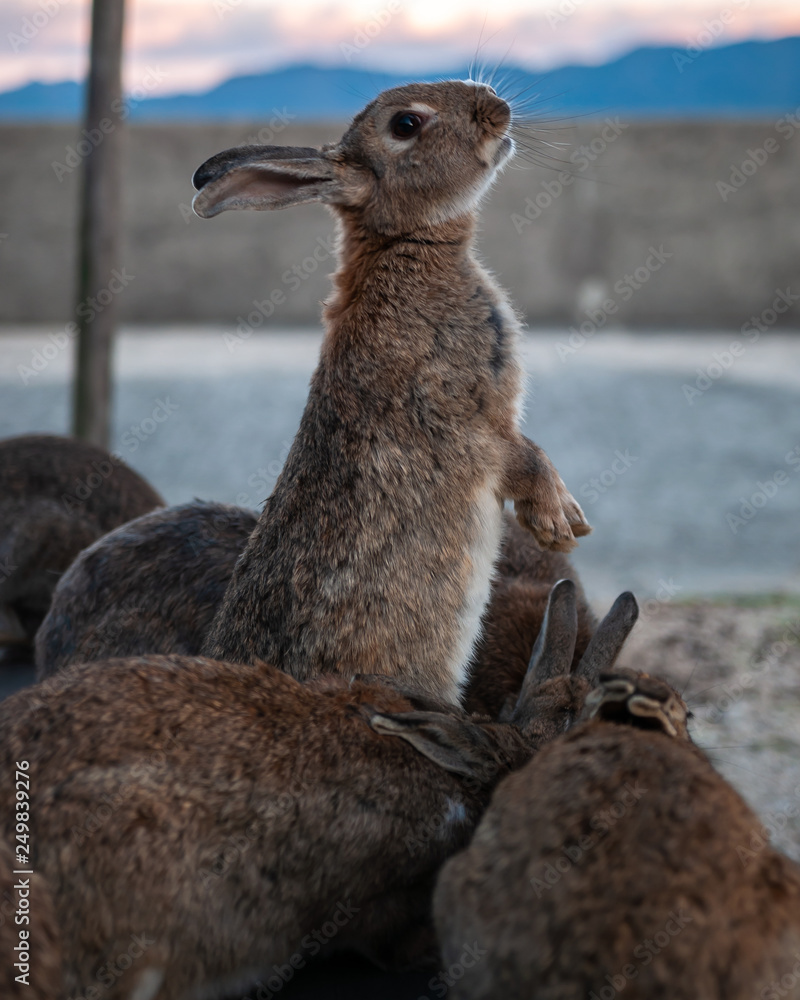 Cute, fluffy wild bunnies waiting to be fed by visitors in the island ...
