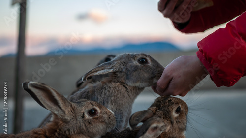 Cute, fluffy wild bunnies waiting to be fed by visitors in the island of Okunoshima, also known as the 