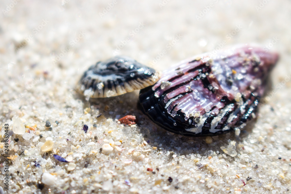 Two shells on beach sand 
