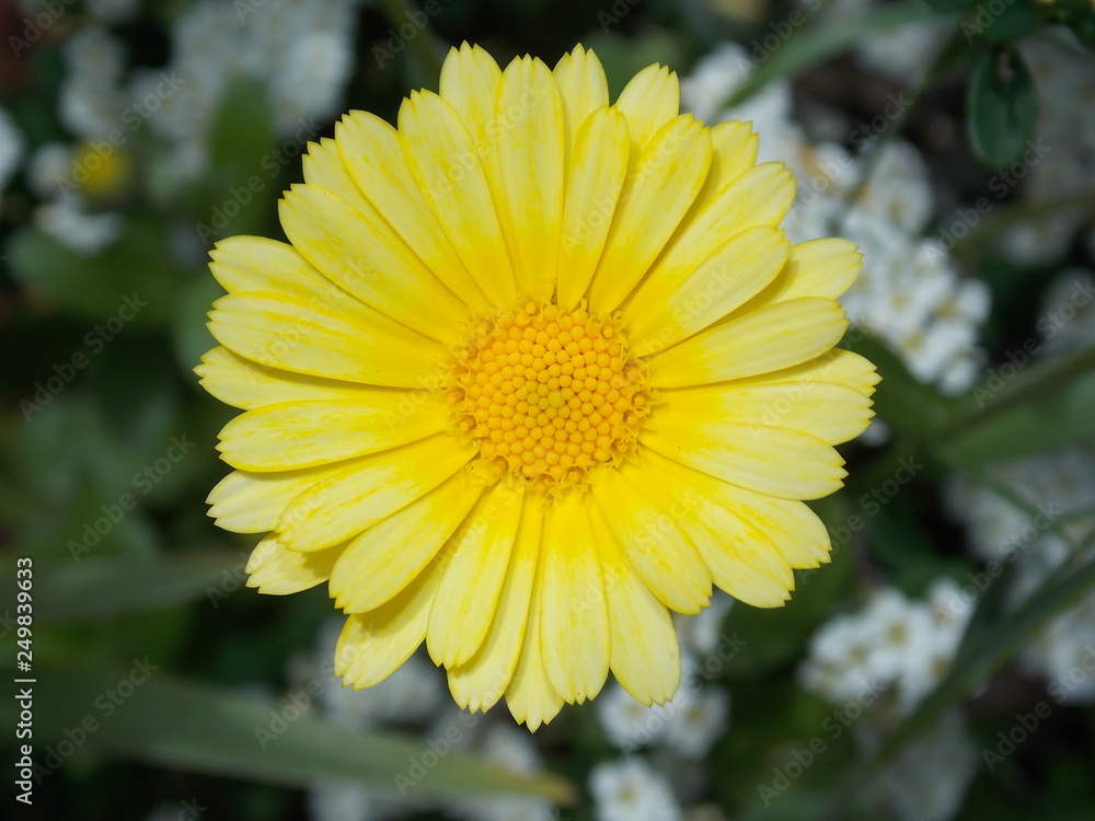 Obraz premium yellow flower