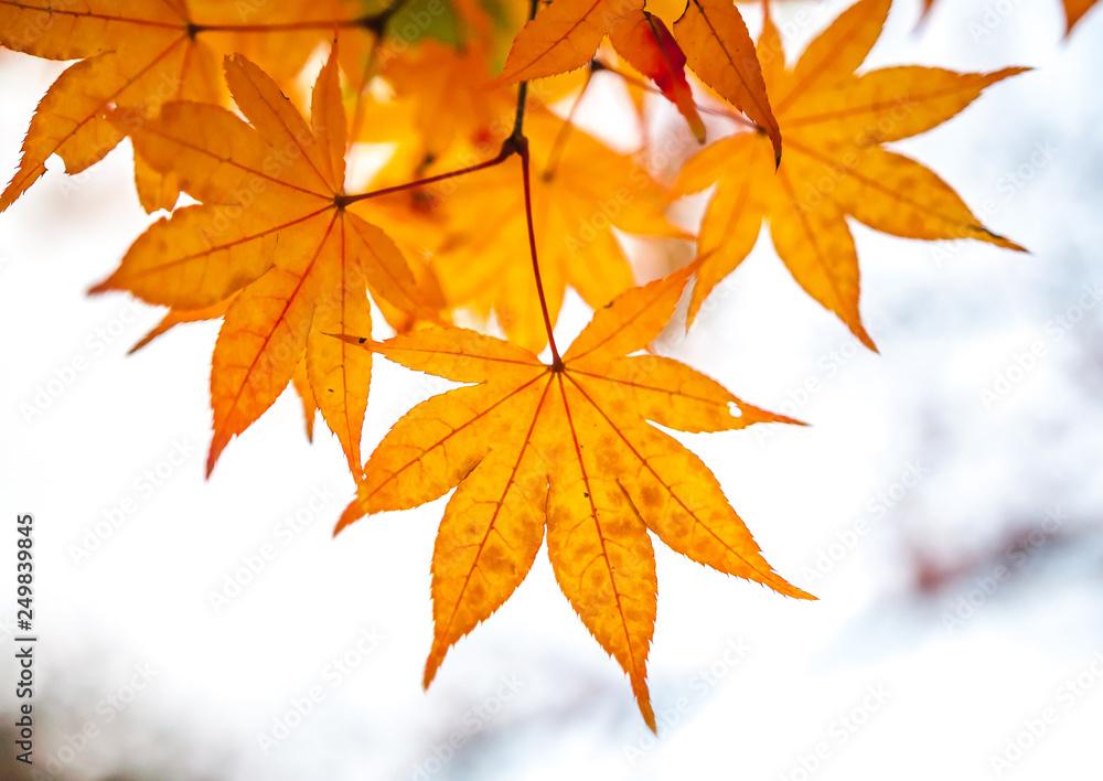 Beautiful, bright red maple leaves with strong orange tint at Shinshōgokuraku-ji or Shinnyo-dō, which is a Buddhist Tendai temple in Kyoto, with white background. Beautiful, bright red maple leaves with strong orange tint at Shinshōgokuraku-ji or Shinnyo-dō, which is a Buddhist Tendai temple in Kyoto, with white background.