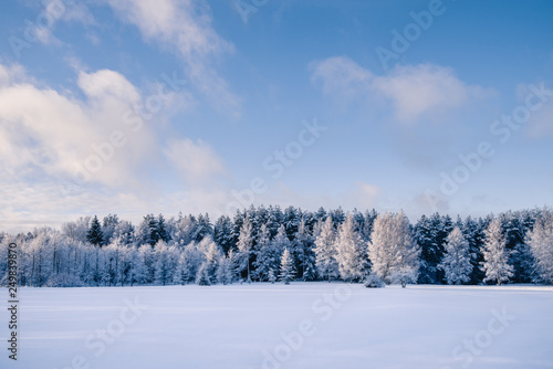 Winter landscape of white field covered by fresh snow with forest in the background and blue cloudy sky at the top © aleluk